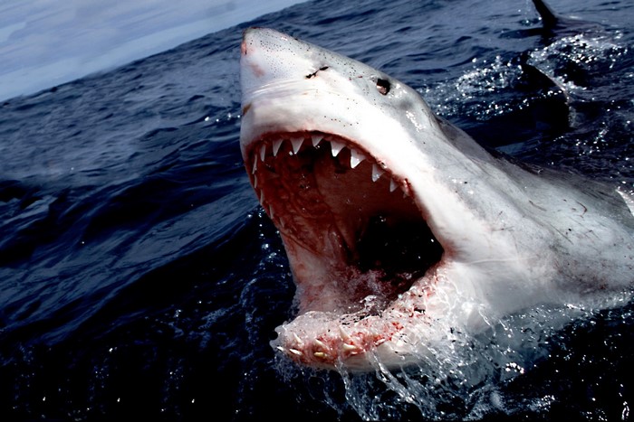 Great White Shark with Open Mouth Close-up
