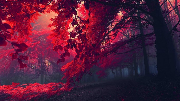 Dark forest with red leaves and fog