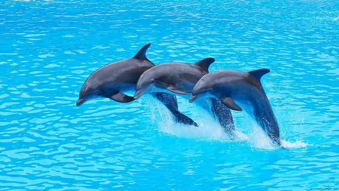 Three dolphins jumping from blue water