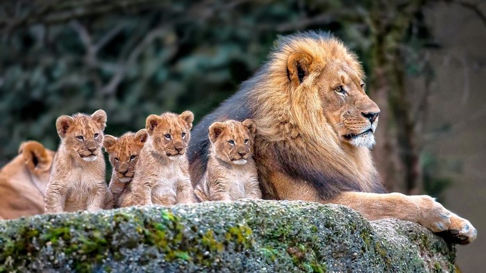 Lion family with cubs resting on a rock