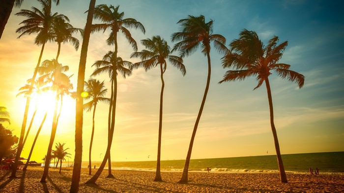 Tropical beach with palm trees at sunset