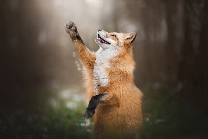 A fox stands on its hind legs reaching up