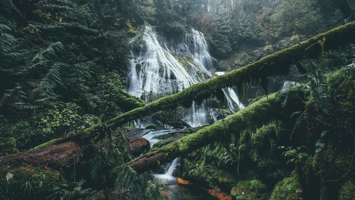 Moss-covered logs in front of a cascading waterfall in a forest