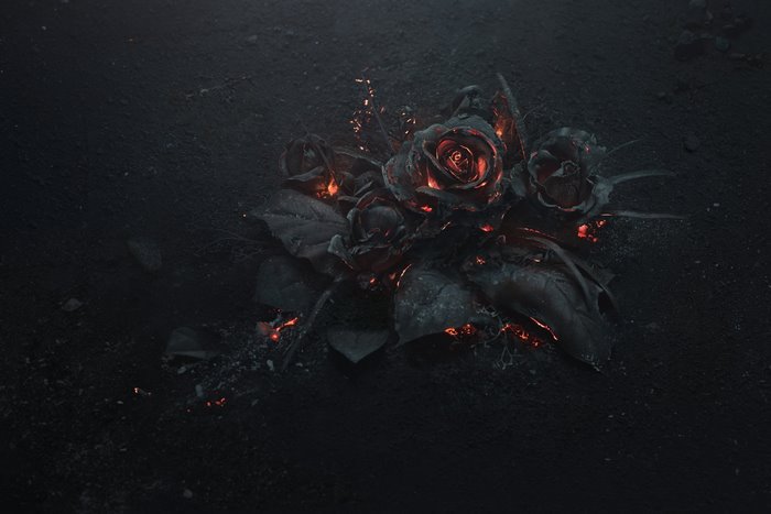 Burning black roses on ash