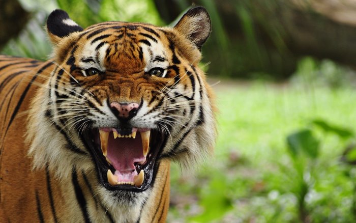 Tiger roaring with mouth open