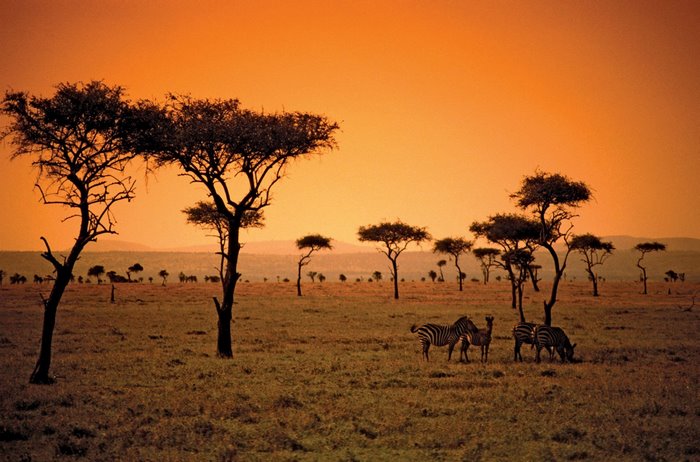 African Savanna at Sunset with Zebras and Acacia Trees