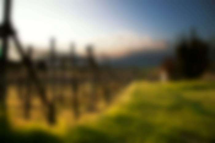 Blurred landscape with vineyard and sky