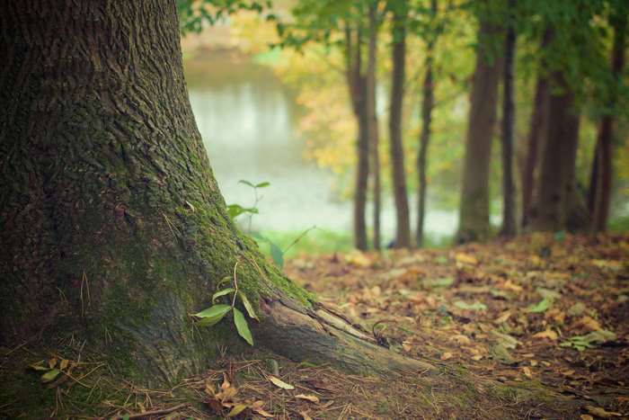 Mossy tree trunk by a lake in an autumn forest