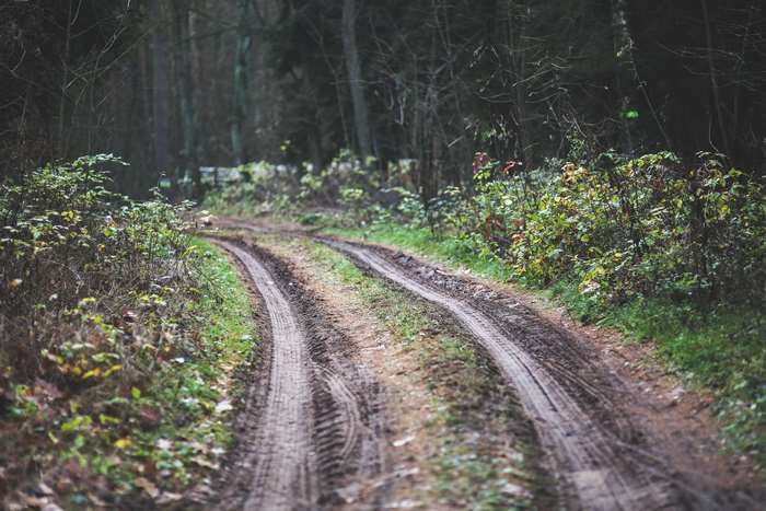 Muddy forest path with tire tracks