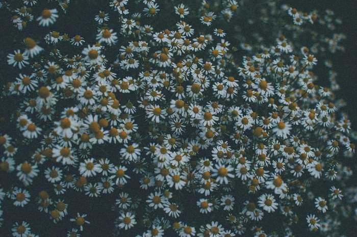 Field of white daisies with yellow centers