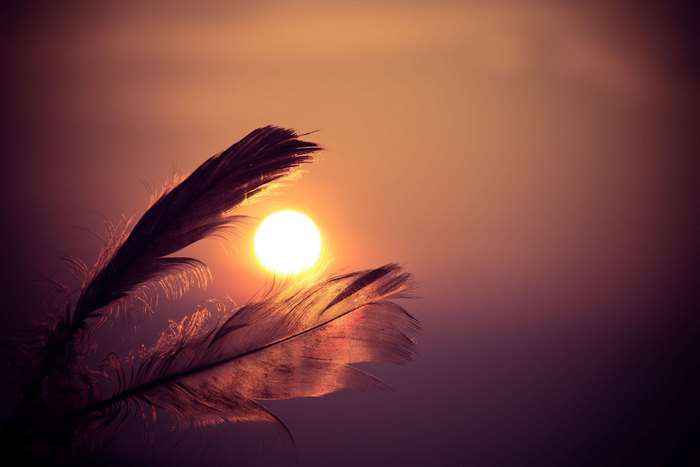 Feathers silhouetted against the sun at sunset 4K