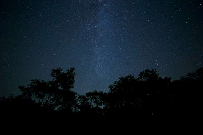 Night sky with stars and trees