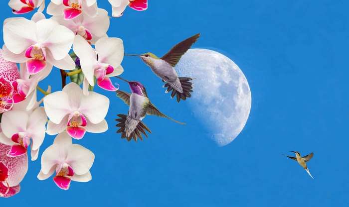 Hummingbirds and Orchids with Moon