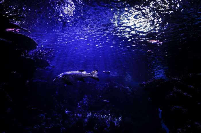 Fish swimming in a dark blue aquarium