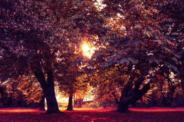 Sunlight filtering through autumn trees in a park
