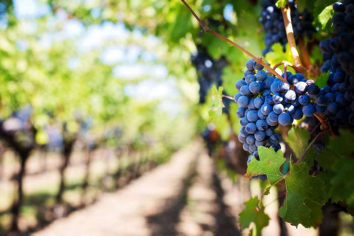 Purple grapes on a vine in a vineyard