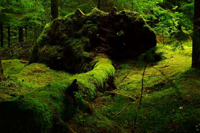 Fallen moss-covered tree in a green forest
