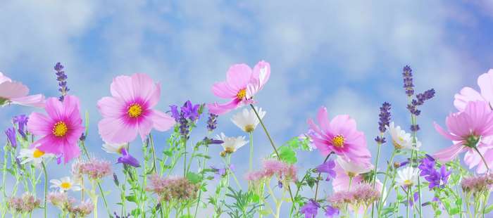 Field of colorful wildflowers under a blue sky