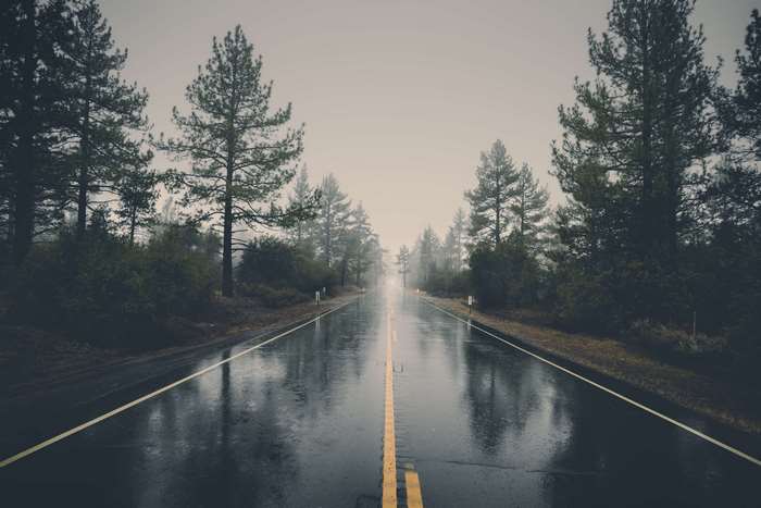 Rainy forest road with trees 4K