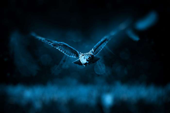 Owl flying in the dark 4K
