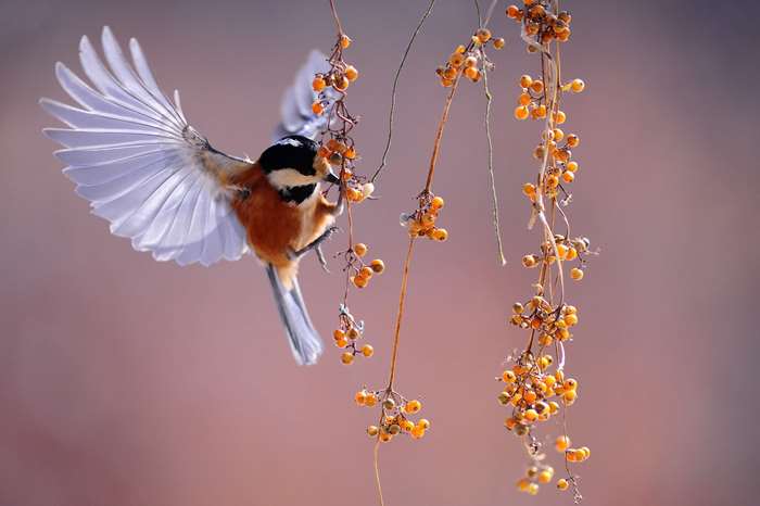 Black-capped chickadee eating berries in flight