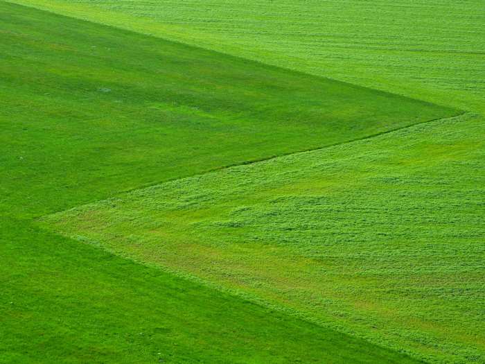 Green grass field landscape 4K