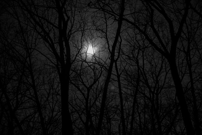 Full Moon Silhouette in Dark Forest 4K