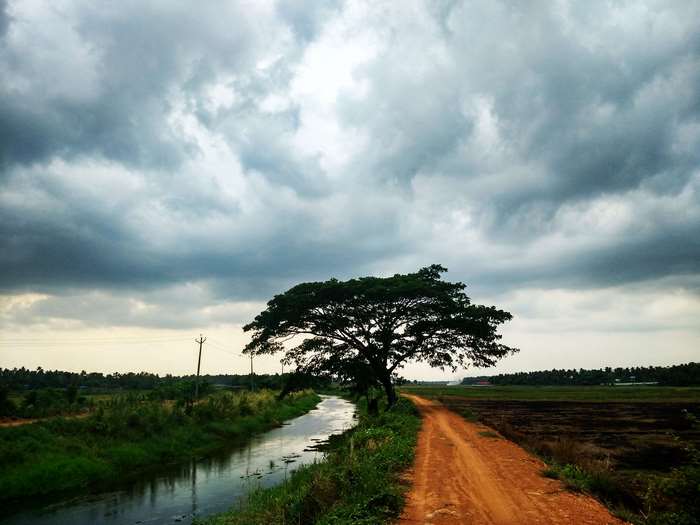 Tree by a dirt road and canal under cloudy sky