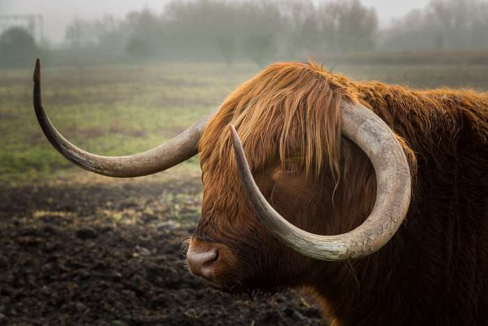 Highland bull with large horns in a field 4K