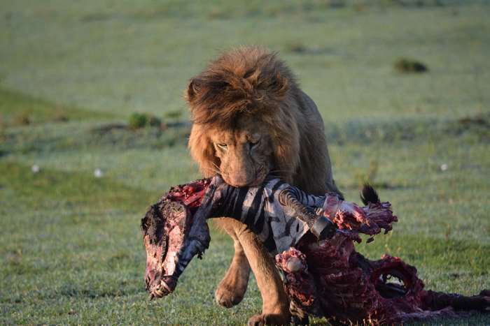 Lion carrying a zebra carcass in Africa