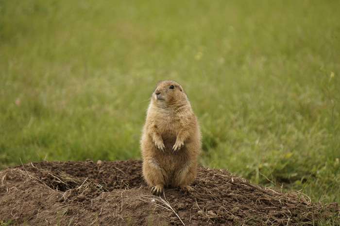 Black-tailed prairie dog in Theodore Roosevelt National Park