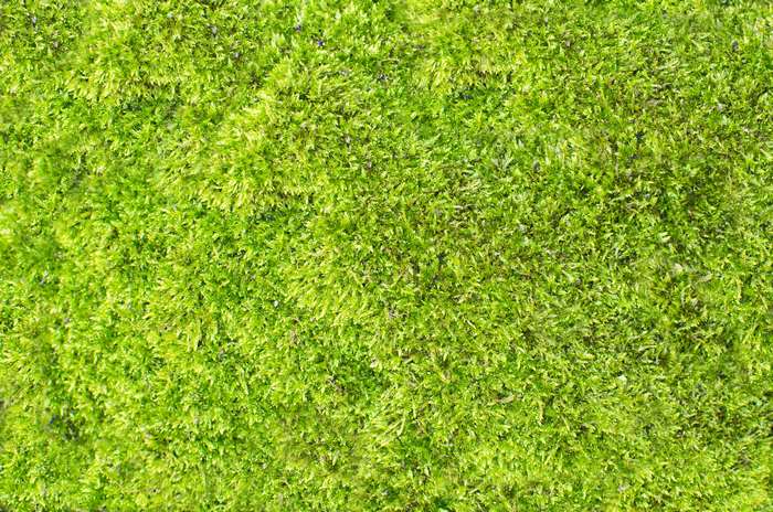 Green moss texture 4K