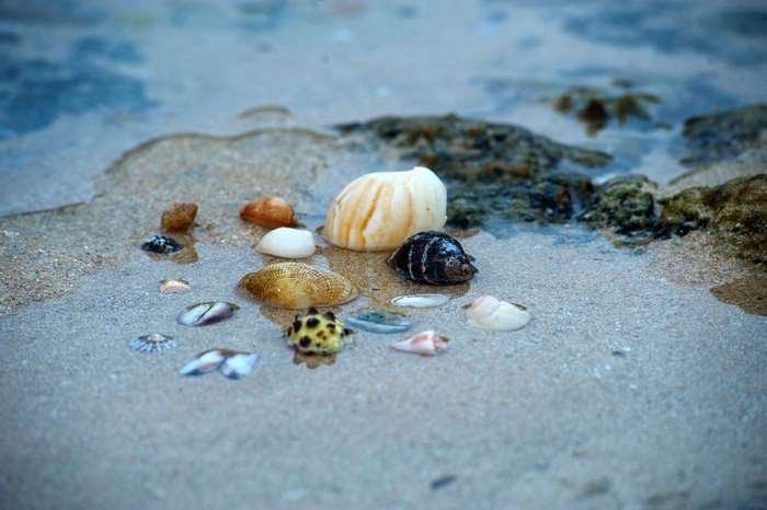 Seashells on a sandy beach with water