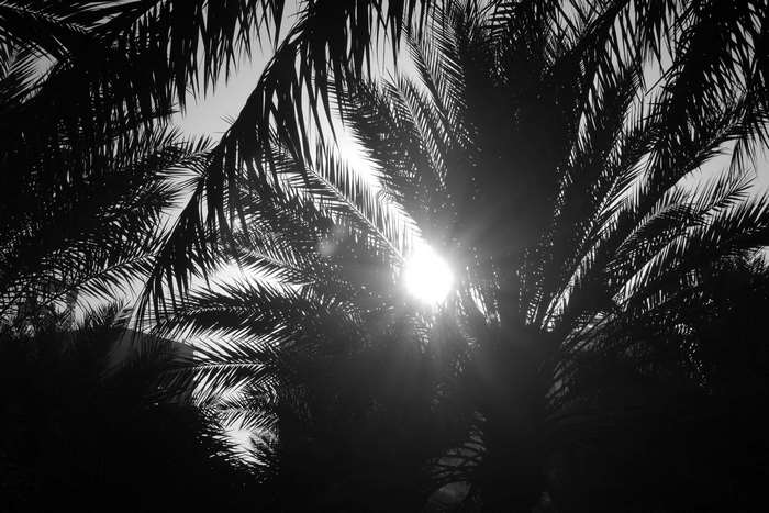 Sun flare through palm tree leaves in black and white