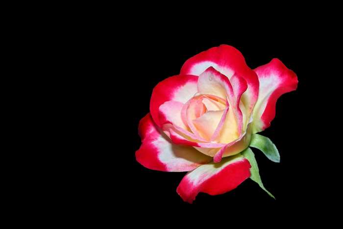 Red and white rose on black background 4K