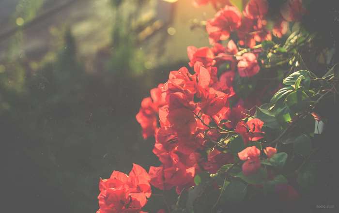 Bougainvillea flowers in evening sun, vintage 4K