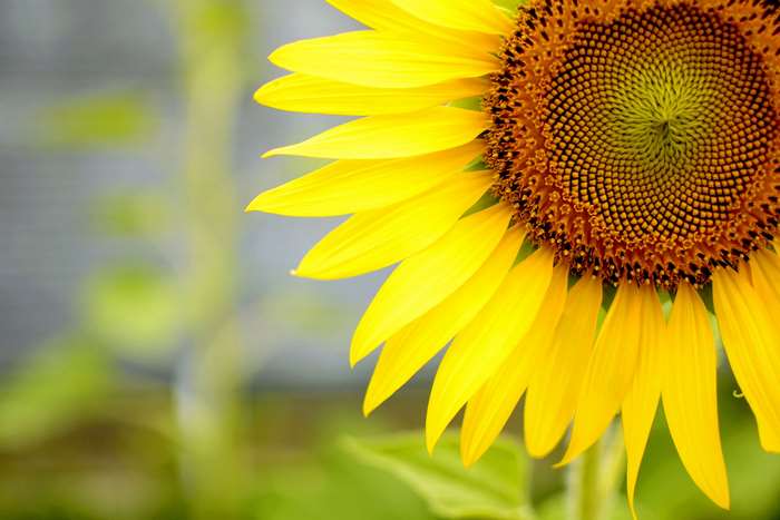 Close-up of a yellow sunflower in 4K