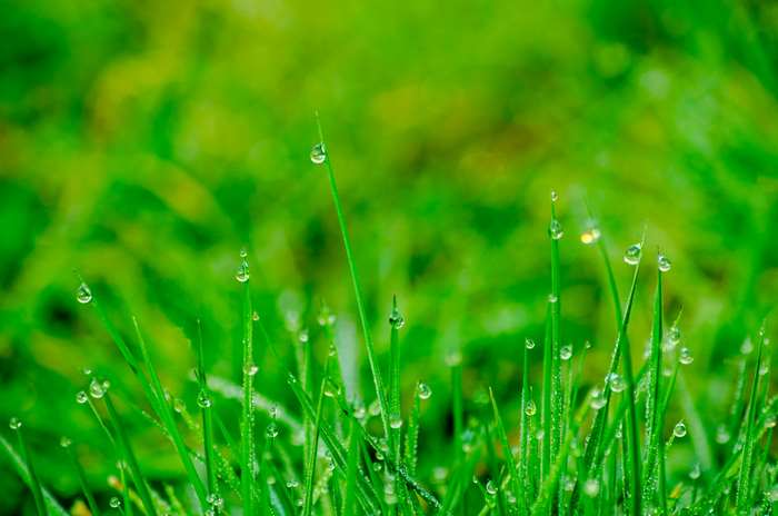 Macro shot of grass with water droplets