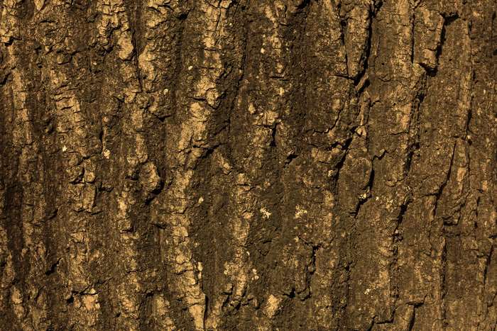 Close-up of textured tree bark