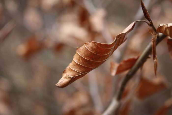 Dry autumn leaf on a branch