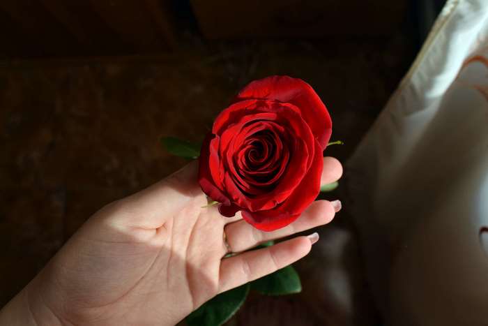 Hand holding a red rose with sunlight