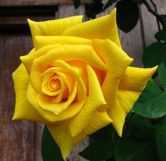 Close-up of a vibrant yellow rose in bloom