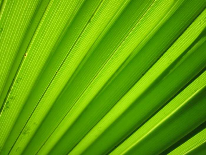 Close-up of a vibrant green palm leaf texture