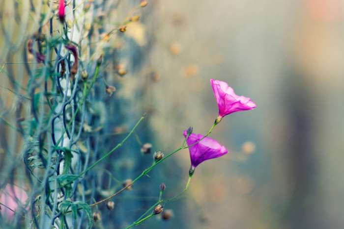 Pink wildflowers blooming near a fence