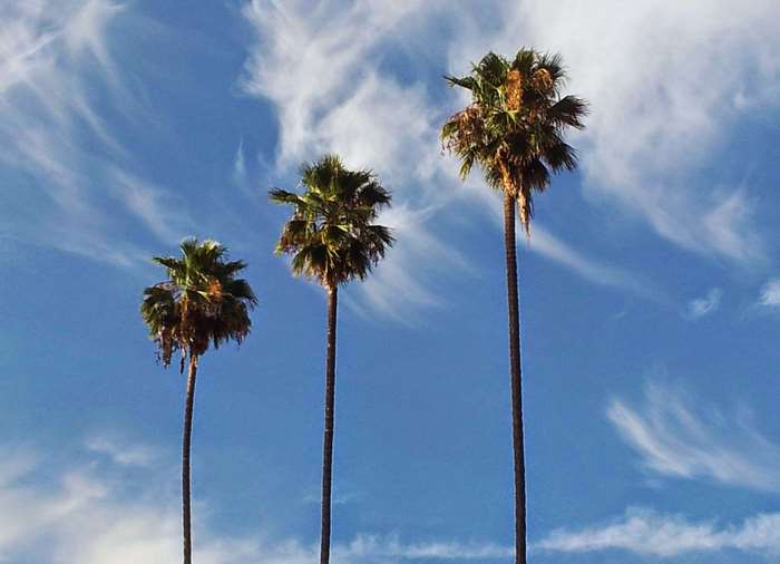 Three palm trees against a blue sky with clouds