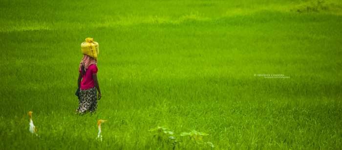 Woman carrying water jug in a green field with birds