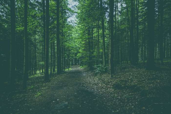 Forest path with tall trees 4K