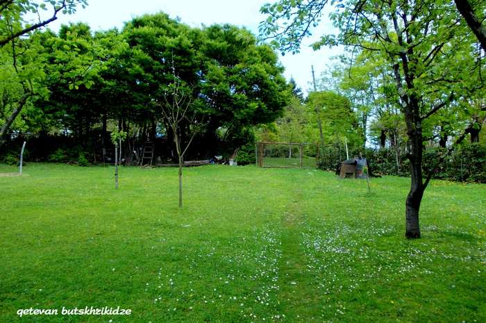 Green yard with trees and a soccer goal