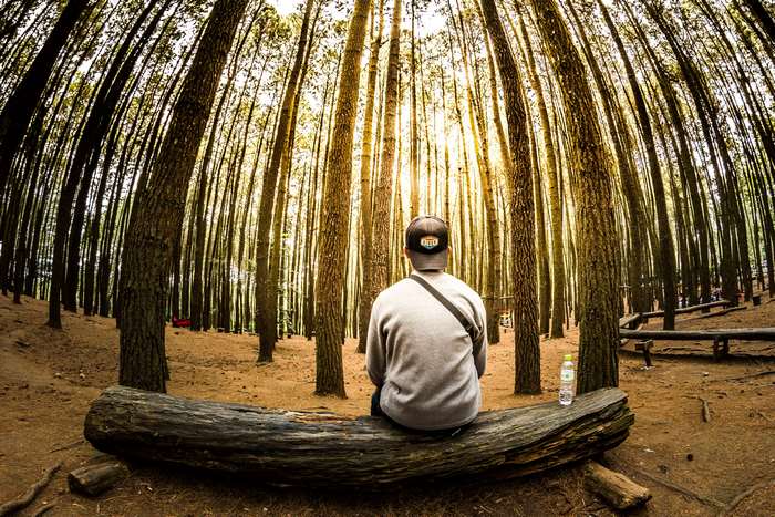 Man sitting on log in pine forest
