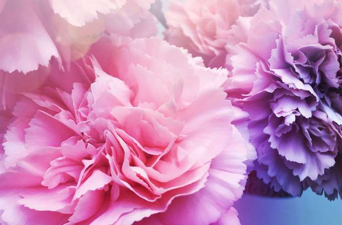 Pink and purple carnation flowers
